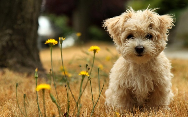 You should adopt a poodle! 🐩 Which Dog Breed Should You Adopt? 🐕