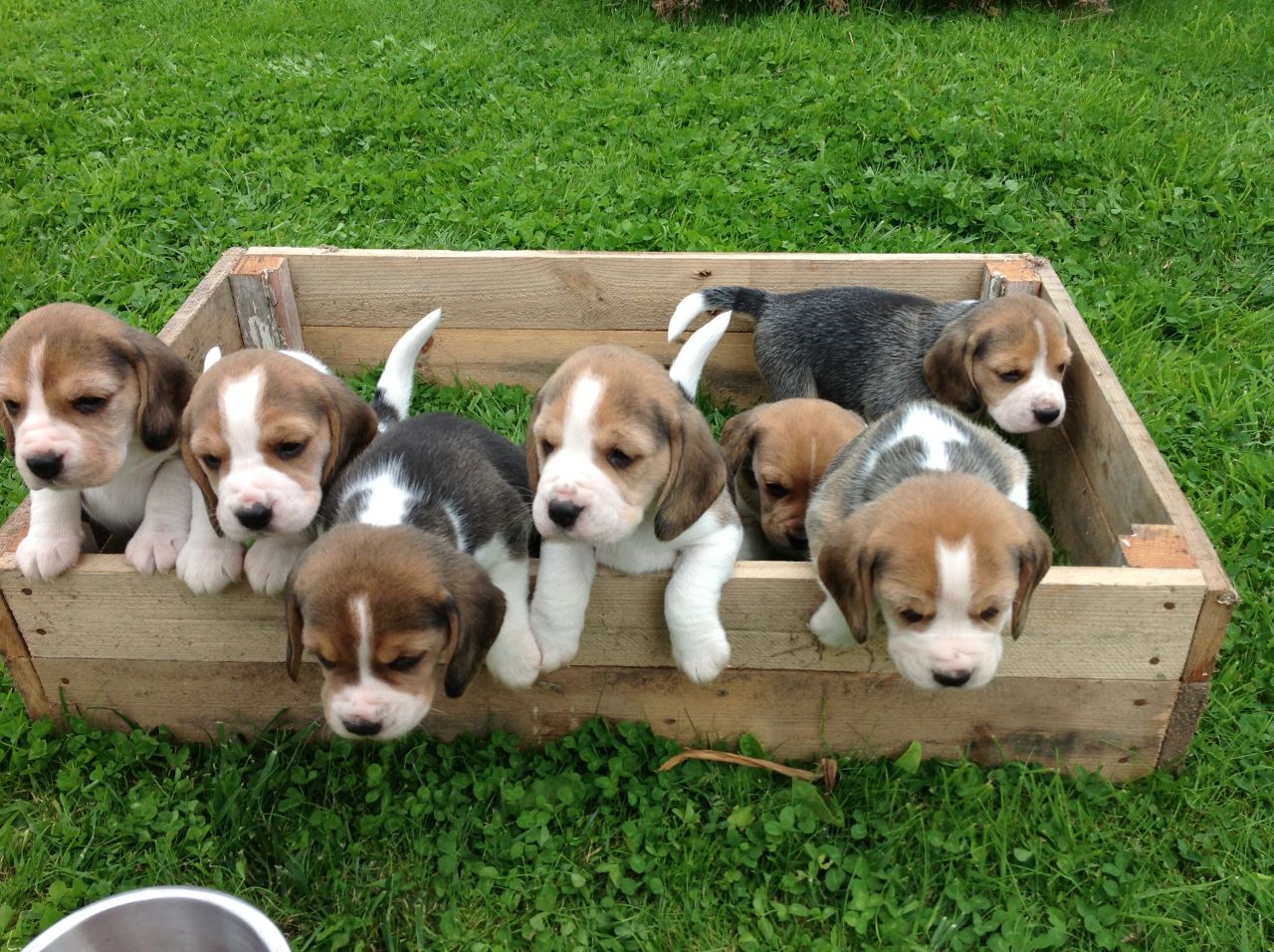 You should adopt a beagle! 🐩 Which Dog Breed Should You Adopt? 🐕