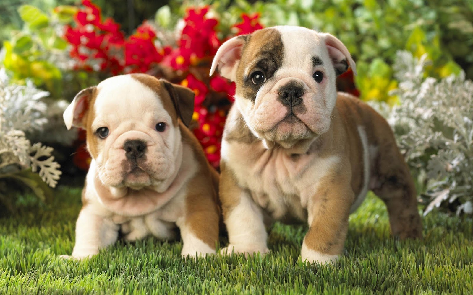 You should adopt a bulldog! 🐩 Which Dog Breed Should You Adopt? 🐕