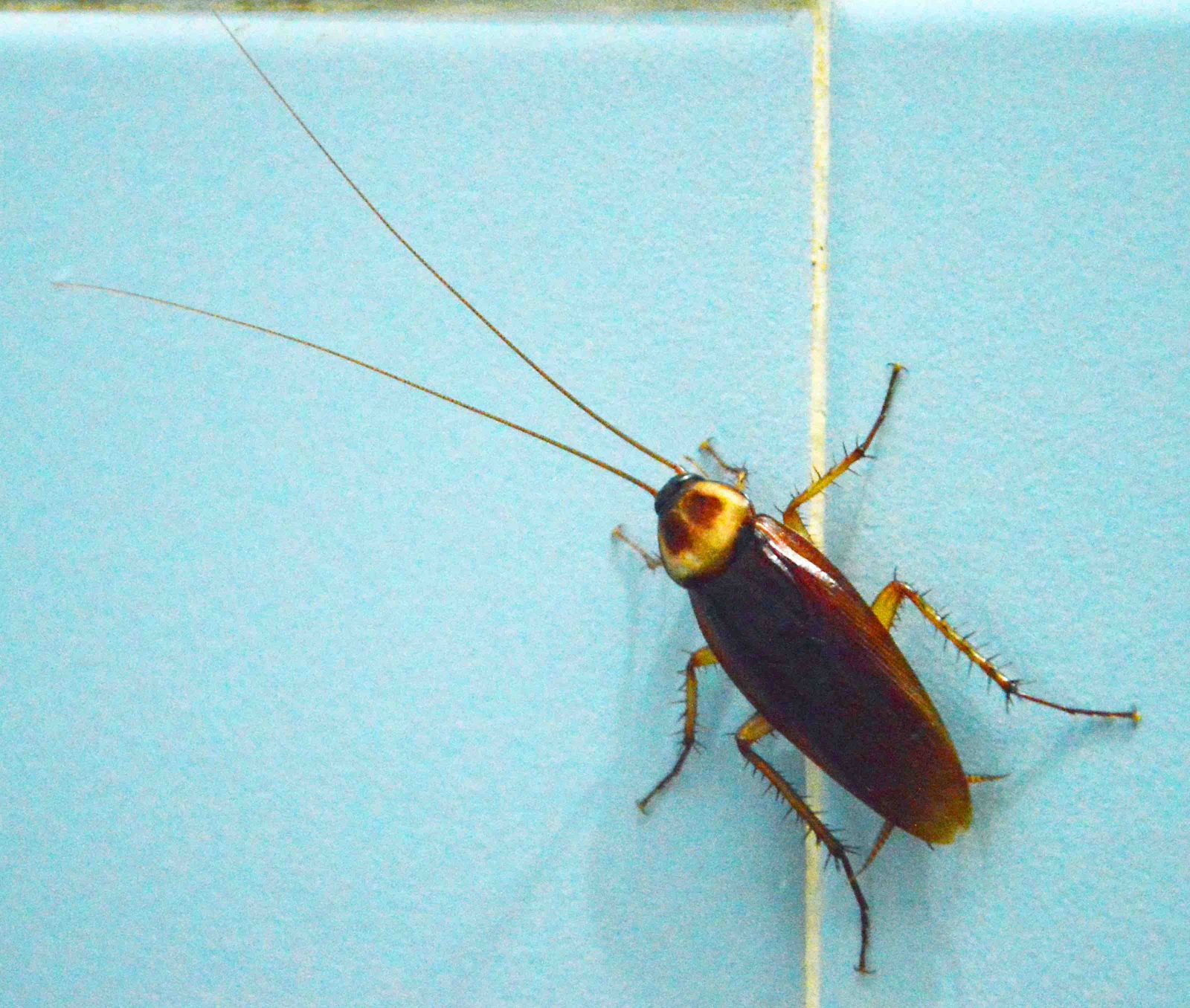How Tough Are You? bug on wall