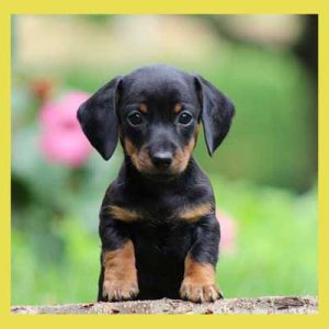 Do You Have a Male or Female Brain? Dachshund