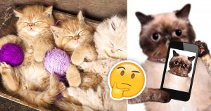 🐱 Choose Some Cats and We'll Guess Your Exact Age Quiz