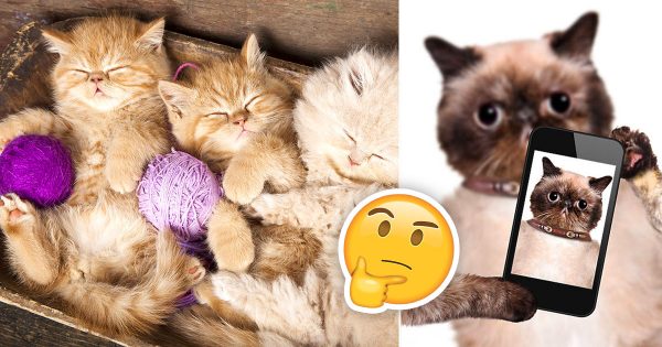 🐱 Choose Some Cats and We’ll Guess Your Exact Age