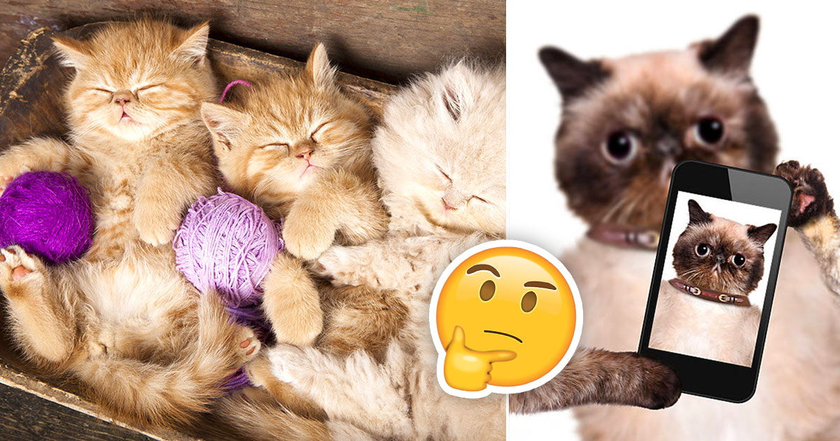 🐱 Choose Some Cats and We’ll Guess Your Exact Age