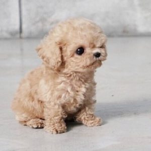 🐶 Build a Dog and We’ll Guess Your Exact Age and Height Miniature