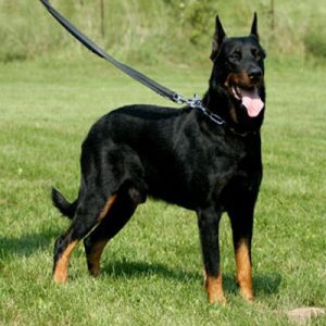 🐶 Build a Dog and We’ll Guess Your Exact Age and Height Large