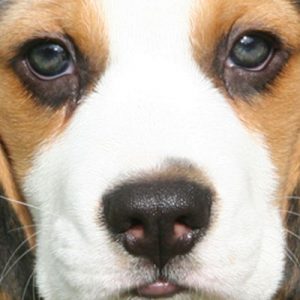 🐶 Build a Dog and We’ll Guess Your Exact Age and Height 