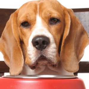 🐶 Build a Dog and We’ll Guess Your Exact Age and Height 