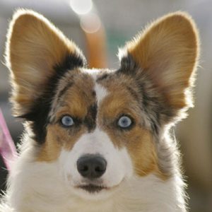 🐶 Build a Dog and We’ll Guess Your Exact Age and Height 