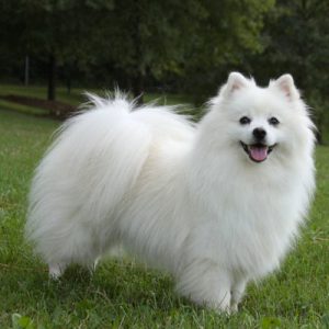 🐶 Build a Dog and We’ll Guess Your Exact Age and Height Fluffy