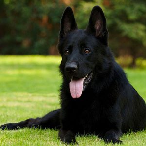 🐶 Build a Dog and We’ll Guess Your Exact Age and Height Black