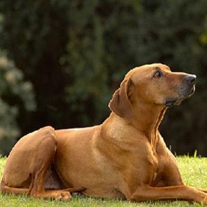 🐶 Build a Dog and We’ll Guess Your Exact Age and Height Brown