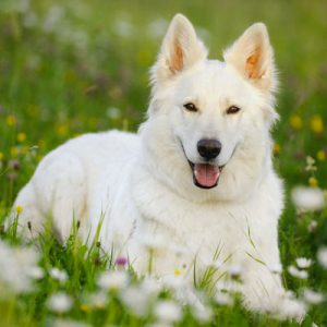 🐶 Build a Dog and We’ll Guess Your Exact Age and Height White