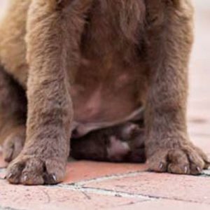 🐶 Build a Dog and We’ll Guess Your Exact Age and Height \