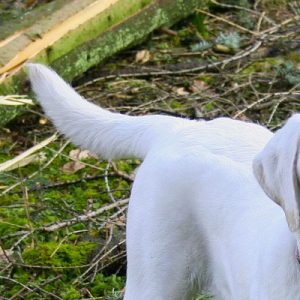 🐶 Build a Dog and We’ll Guess Your Exact Age and Height \