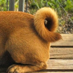 🐶 Build a Dog and We’ll Guess Your Exact Age and Height \