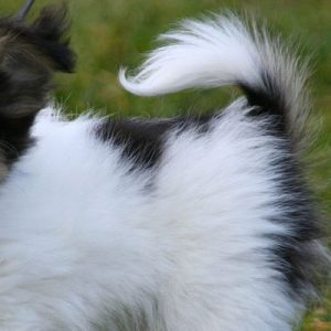 🐶 Build a Dog and We’ll Guess Your Exact Age and Height \