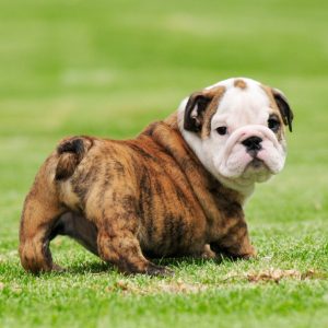 🐶 Build a Dog and We’ll Guess Your Exact Age and Height Medium