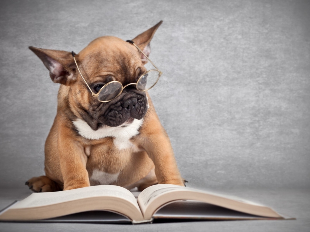Can You Pass This 🤓 Visual General Knowledge Quiz? dog studying