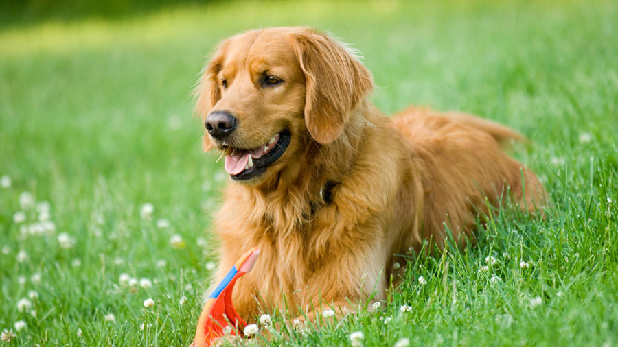 You got: Golden Retriever! Plan a Trip to Canada and We’ll Reveal Which Dog Breed Suits You the Best