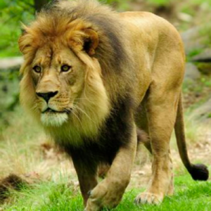 How Impressive Is Your General Knowledge? Quiz Lion