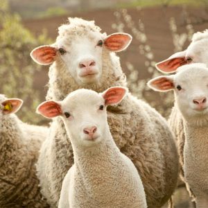 If You Can Score 15/20 on This Quiz, You’re Definitely an 🐾 Animal Expert Sheep