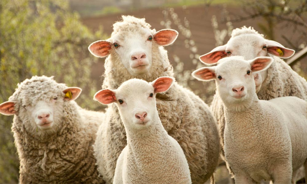 Your Random Knowledge Is Lacking If You Don’t Get 15/25 on This Quiz Sheep