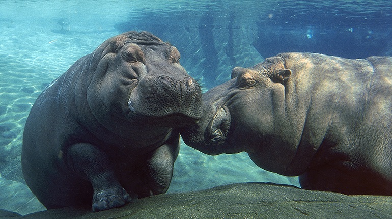 Do You Know the Plurals for These Tricky Words? Quiz 16 hippopotamus