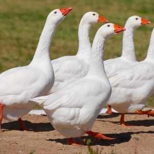 Christmas Song Trivia Quiz Eight geese a-laying