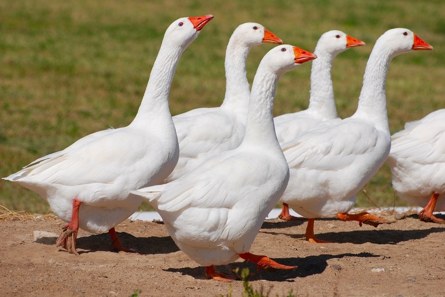 Do You Know the Plurals for These Tricky Words? Quiz Embden Geese