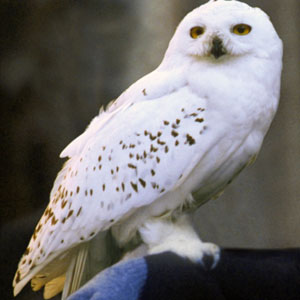 Harry Potter House Quiz Owl