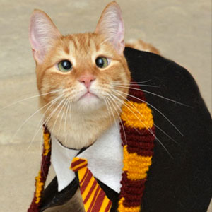 Harry Potter House Quiz Cat