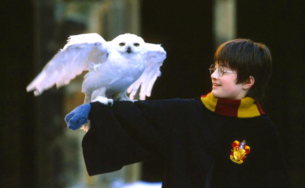 Harry Potter House Quiz Harry Potter and Hedwig