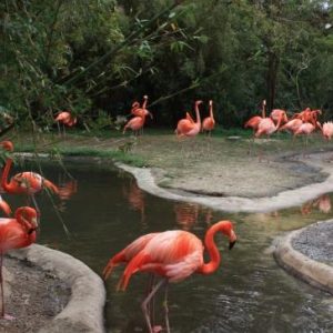Take a Trip Around the US and We’ll Guess Where You Are from Riverbanks Zoo and Botanical Garden