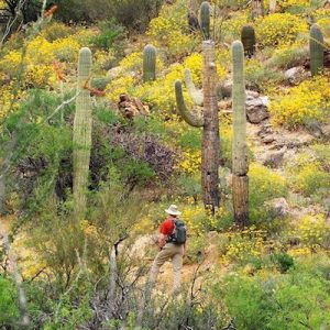 Take a Trip Around the US and We’ll Guess Where You Are from Saguaro National Park