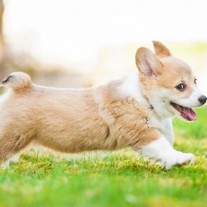 We’ve Gone to the Dogs! 🐕 Can You Ace This 20-Question Dog Quiz? Corgi