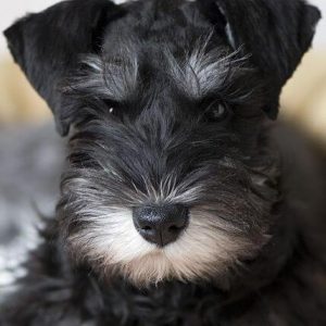 🐶 Pick Your Favorite Dog Breeds and We’ll Tell You Your Personality Schnauzer