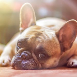 Dog Personality Quiz 🐶: What Wild Animal Are You? 🦁 French Bulldog