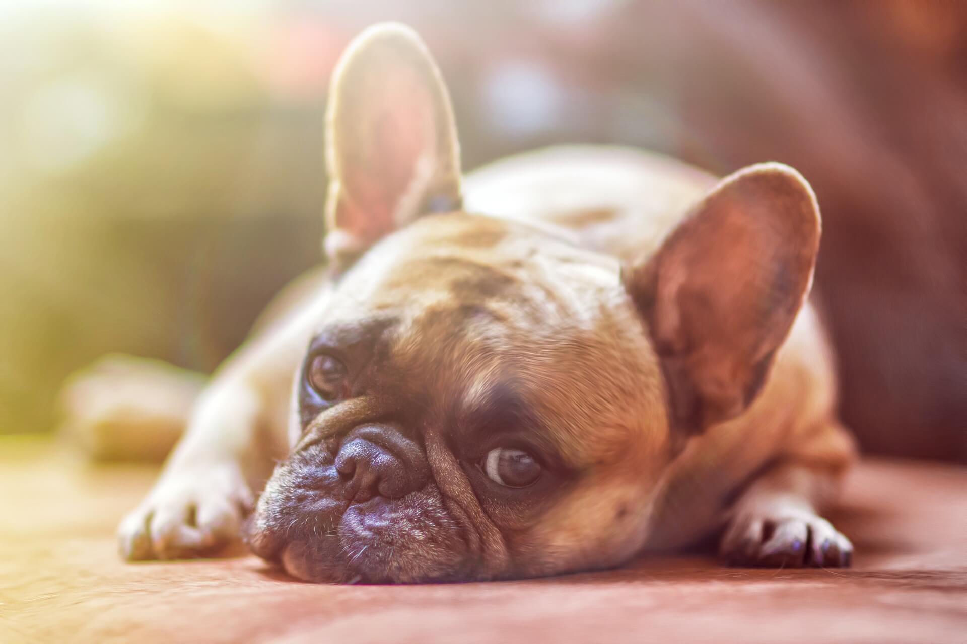 🐶 Pick Your Favorite Dogs and We’ll Guess If You’re Left or Right-Handed French Bulldog