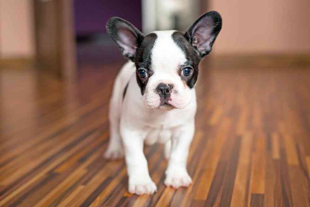 🐶 Spend a Day as a Dog to Find Out What Breed You Are French Bulldog 2