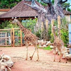Take a Trip Around the US and We’ll Guess Where You Are from Cheyenne Mountain Zoo