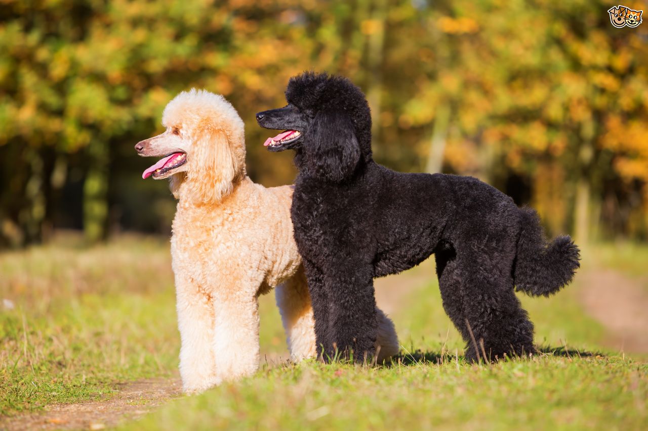 7 in 10 People Can’t Identity More Than 15 of These Dog Breeds 🐕 — Let’s See If You Can Do It poodles