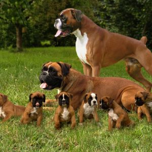 If You Want to Know the Number of 👶🏻 Kids You’ll Have, Choose Some 🐶 Dogs to Find Out Boxer