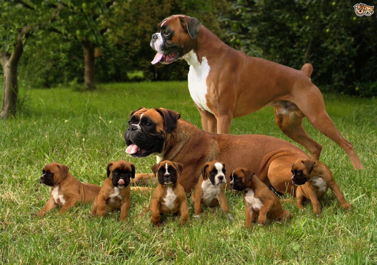 🐶 Pick Your Favorite Dogs and We’ll Guess If You’re Left or Right-Handed boxers
