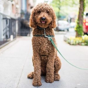 🐶 Pick Your Favorite Dog Breeds and We’ll Tell You Your Personality Poodle