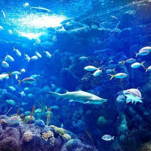 Take a Trip Around the US and We’ll Guess Where You Are from Florida Aquarium