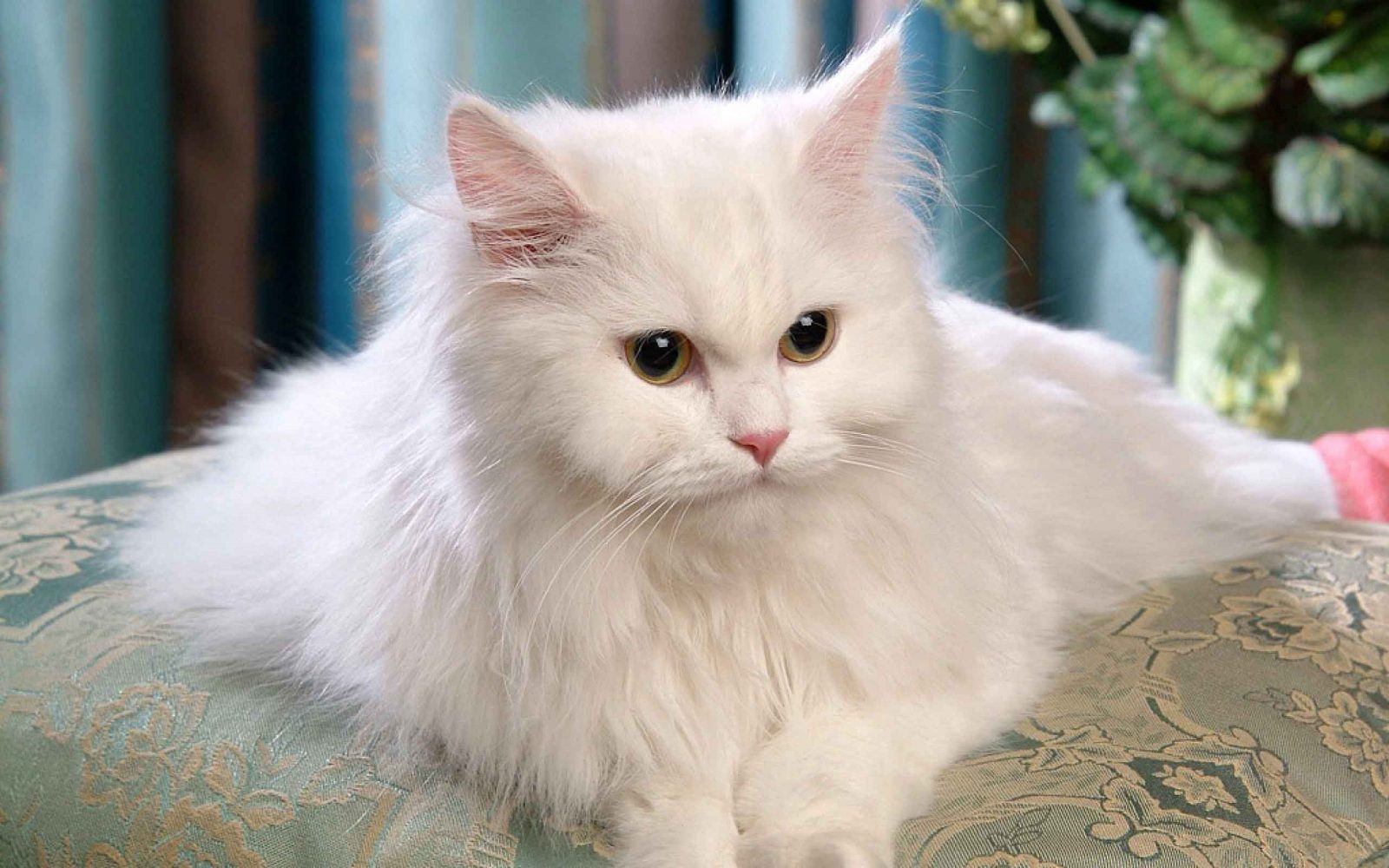 🐱 Choose Some Cats and We’ll Guess Your Exact Age Persian