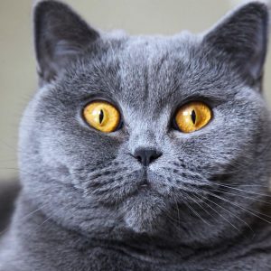 Cat Or Dog Breed Quiz Cat