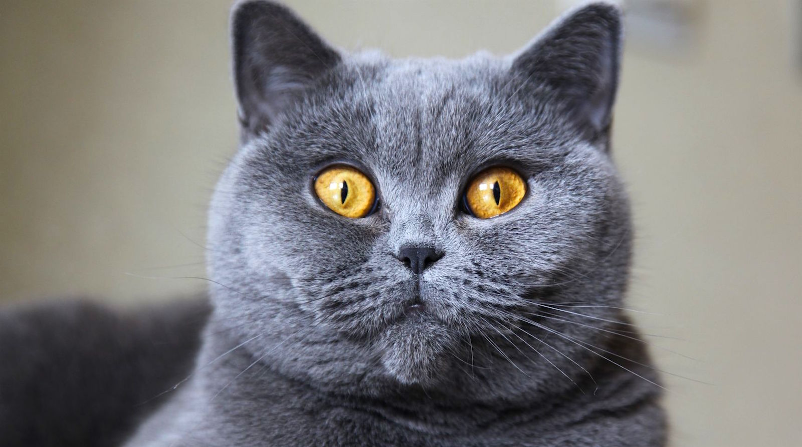 🐱 Choose Some Cats and We’ll Guess Your Exact Age British Shorthair