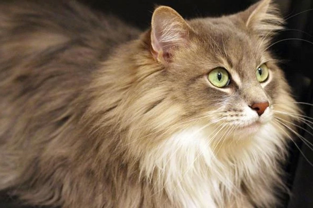 🐱 Choose Some Cats and We’ll Guess Your Exact Age MaineCoon